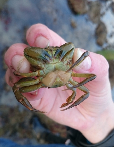 Shore crab with parasite