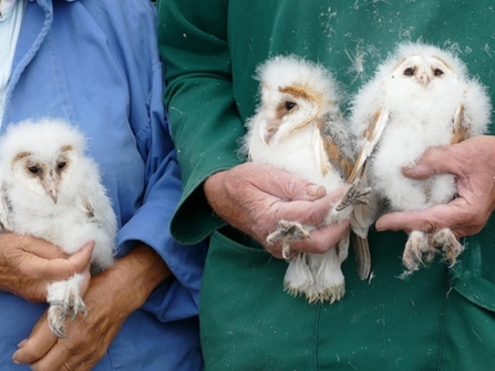 Barn owls