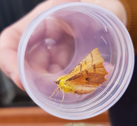 Canary shouldered thorn moth