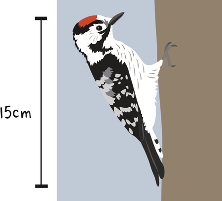 Lesser spotted woodpecker