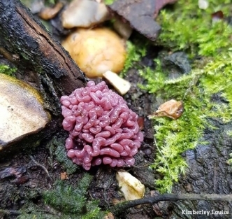 Purple jellydisc fungus