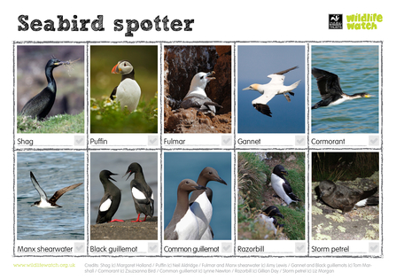 Seabird detective spotting sheet