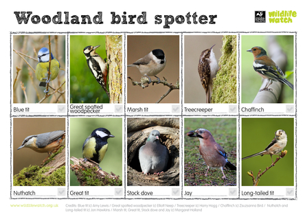 Woodland birds