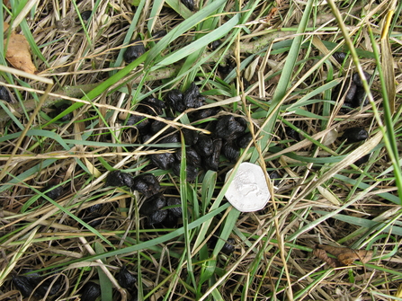 Deer poo