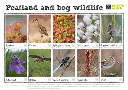 bog wildlife