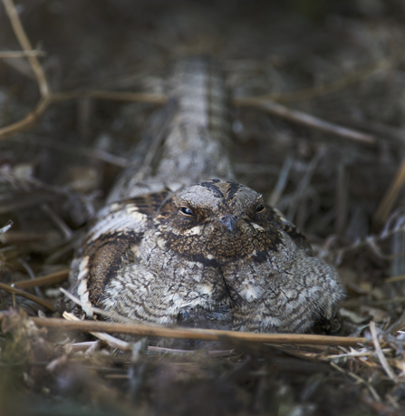 Nightjar