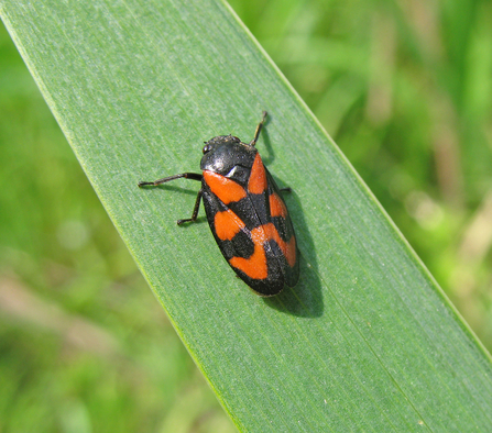 Black and red froghopper