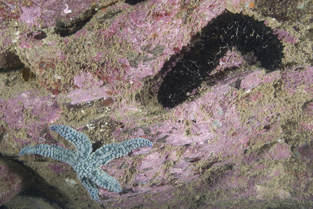 Cotton-spinner sea cucumber