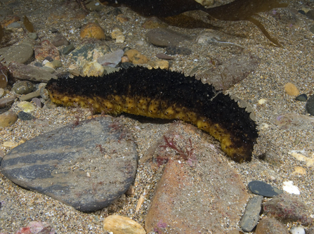 Cotton spinner sea cucumber