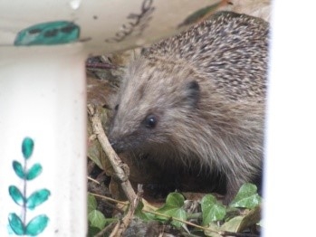 Hedgehog caught on camera!