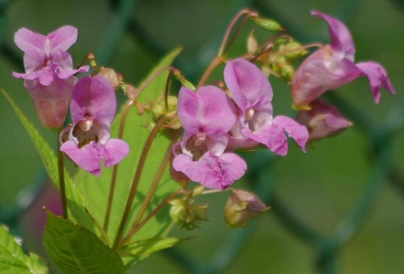 Himalayan balsam