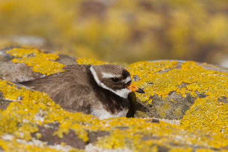 Ringed plover