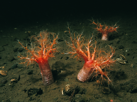 Sea cucumber (Psolus phantapus)