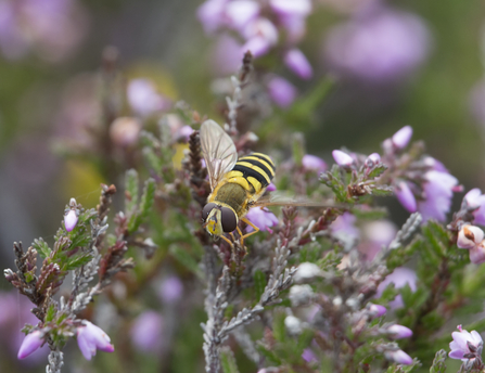 Hoverfly (Syrphus torvus)