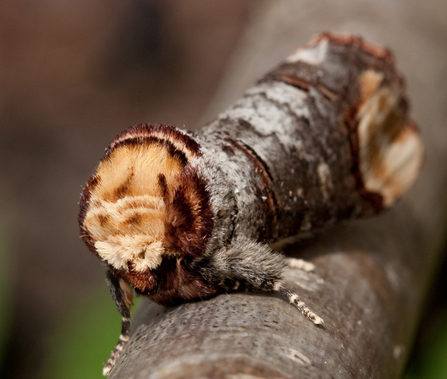 Buff-tip moth