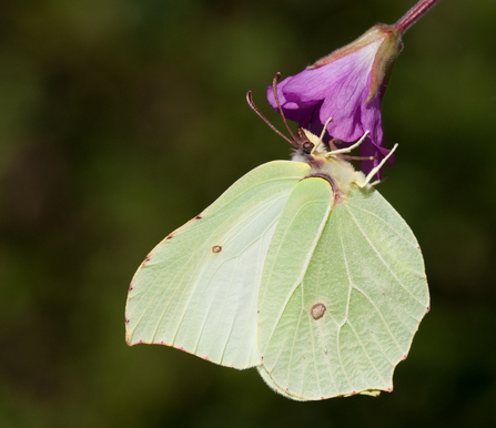 Brimstone butterfly