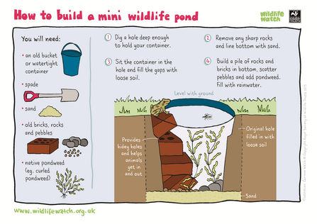 How to make a mini wildlife pond
