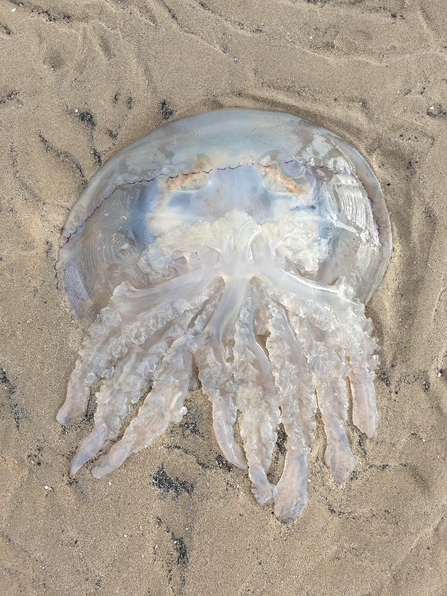 Jellyfish