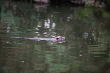 Beaver