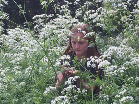 Cow parsley