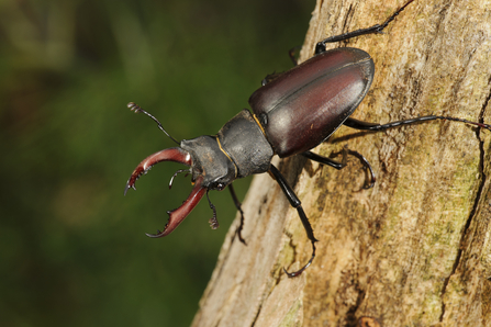 stag beetle