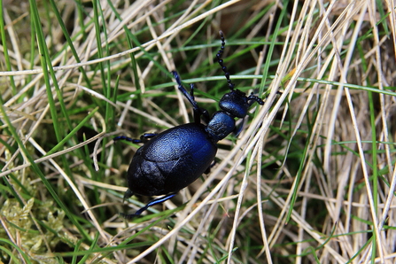 Violet oil beetle