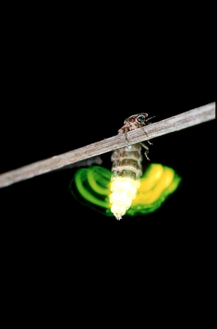 Glow worm