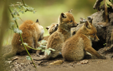 Fox cubs