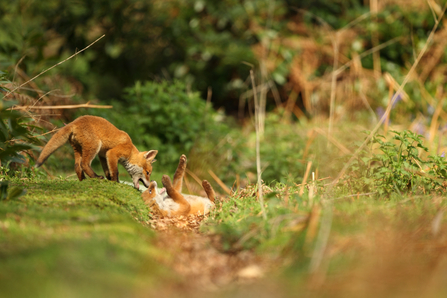 Fox cubs
