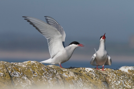 Two Arctic terns stand on a stone wall, with the sea in the background. One has its wings raised up as if about to fly, the other has its beak open, calling