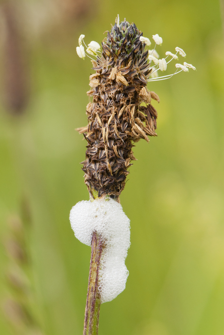 Cuckoo spit