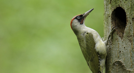 Green woodpecker