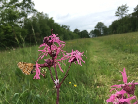 Marsh Fritillary on ragged robin