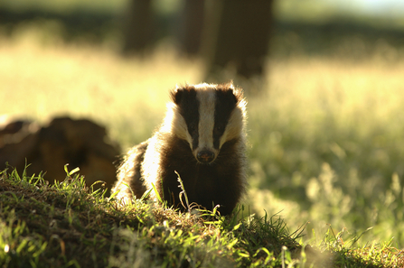 Badger