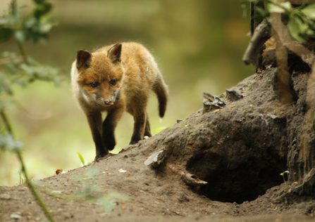 A fox next to its den