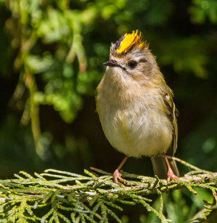 Goldcrest