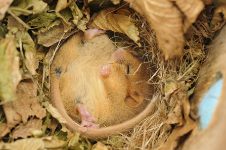 A dormouse sleeping in its nest