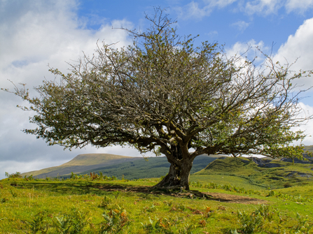 Dainis Ozolz, Allt Rhongyr Reserve, Brecknockshire