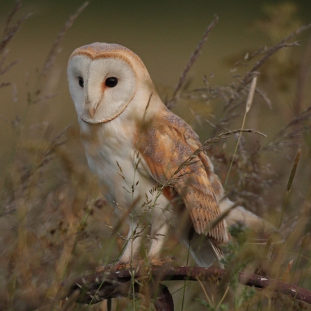 Barn owl