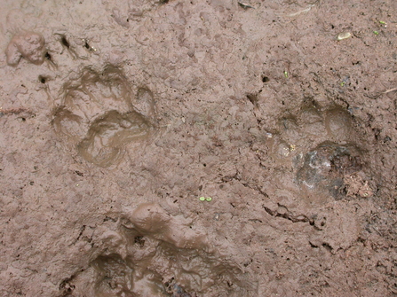 Badger prints in mud