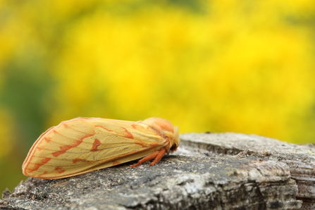 Ghost moth