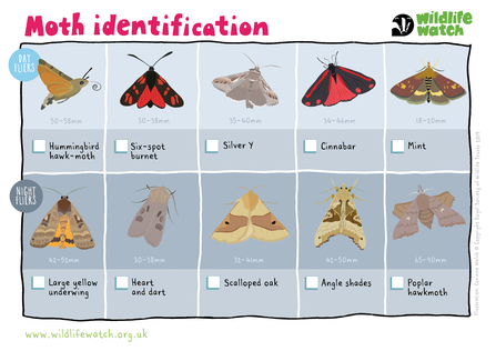 moth ID