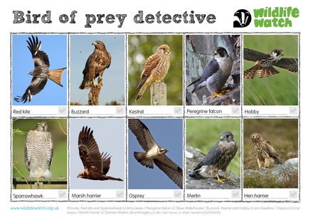 birds of prey spotter