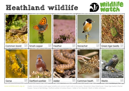 Heathland wildlife