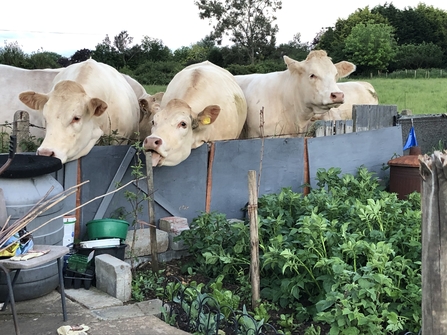 Three cows leaning over an allotment fence.