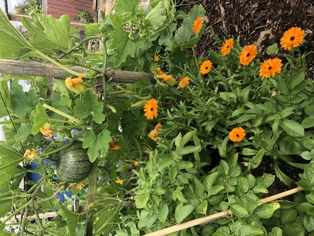 Pumpkin plant in an allotment