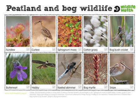 Peatland and bog wildlife spotter sheet