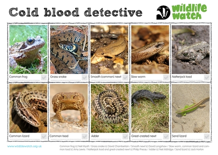 Amphibian and reptile spotter sheet