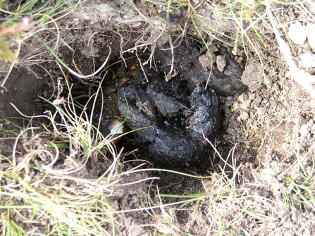 Badger droppings in latrine