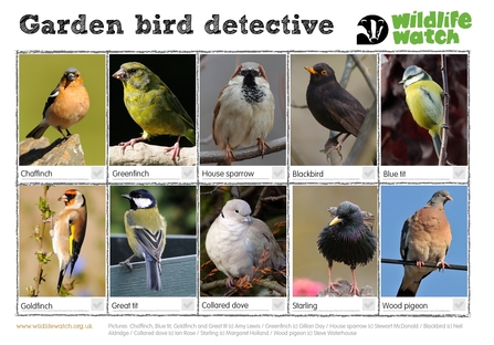 garden birds spotter sheet